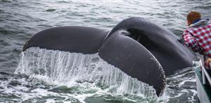whale