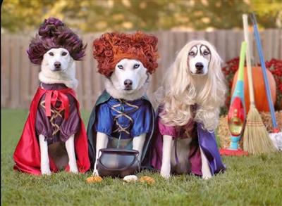 Dogs in costume.